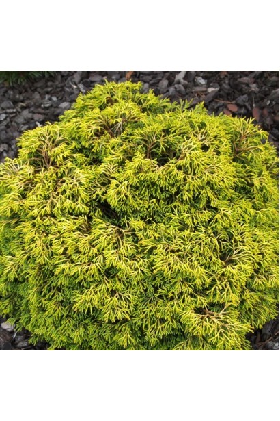 Кипарисовик туполистий Гітте